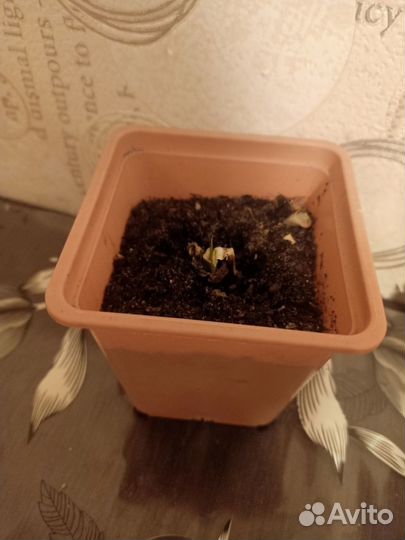 Лилия домашняя (гиппеаструм)