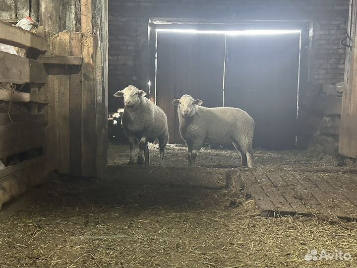 Бараны тексель