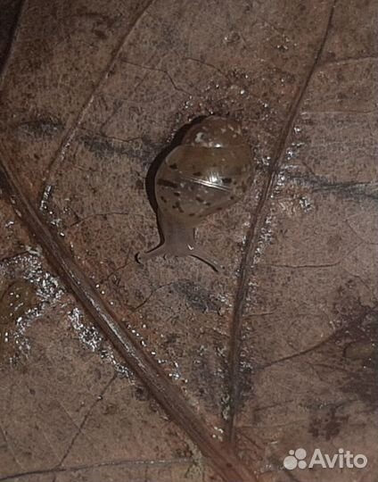 Улитята ахатины