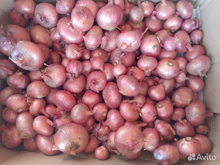 Лук, чеснок, кабачки