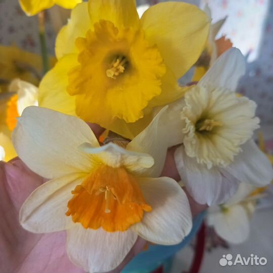 Луковицы нарциссов