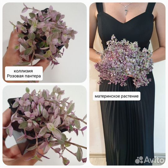 Продам коллизию Розовая пантера