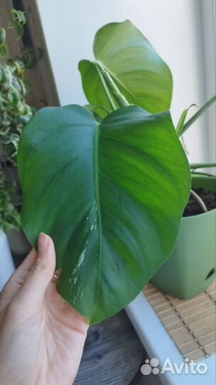 Монстера вариегатная, со слабым варом
