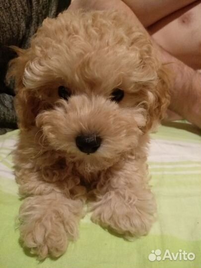 Той-пудель мальчик