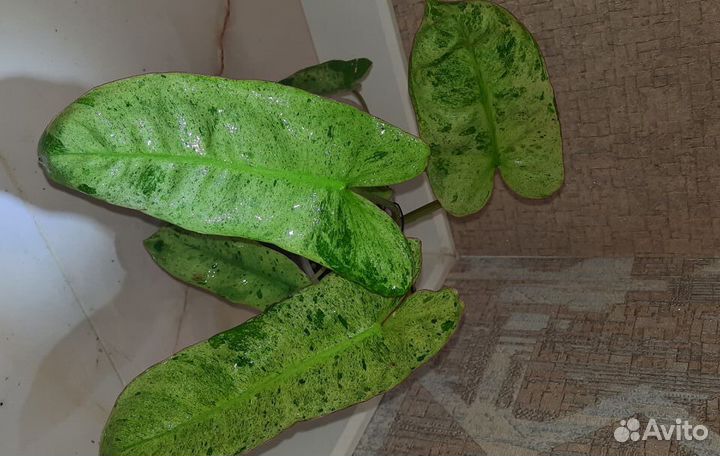 Филодендроны