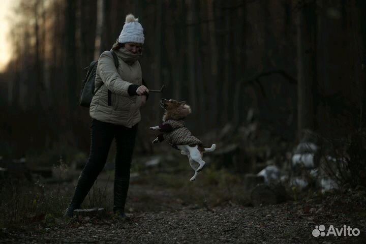 Кобель Джек Рассел