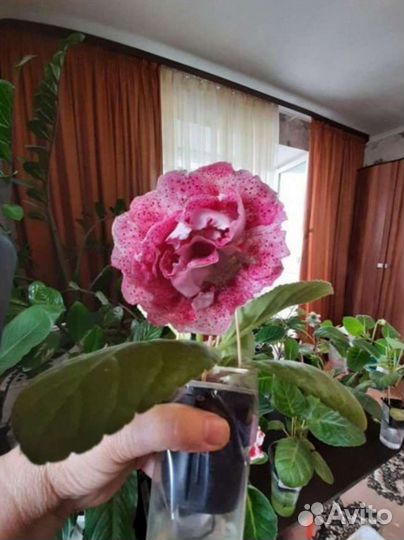 Глоксиния махровая