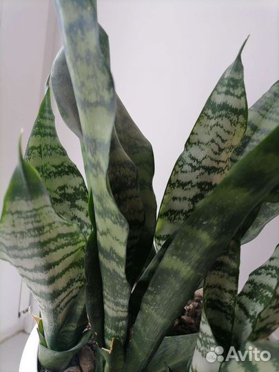 Сансиеверия