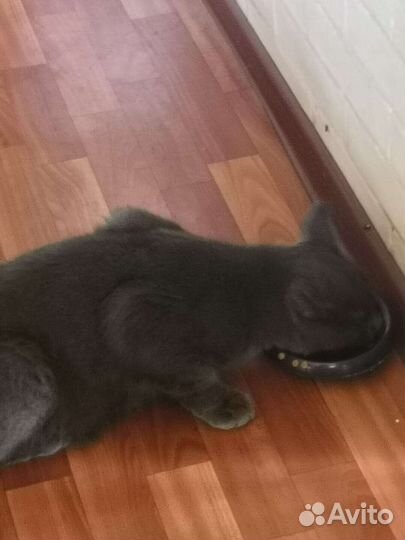 Котик брошен в деревне