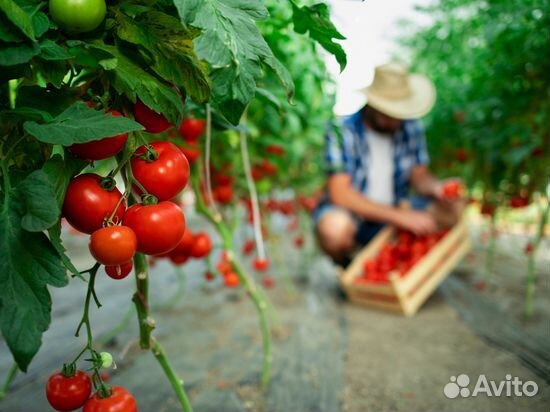 Бригада разнорабочих на сбор помидоров. Вахта