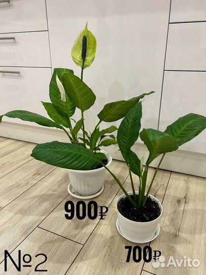 Комнатные цветы