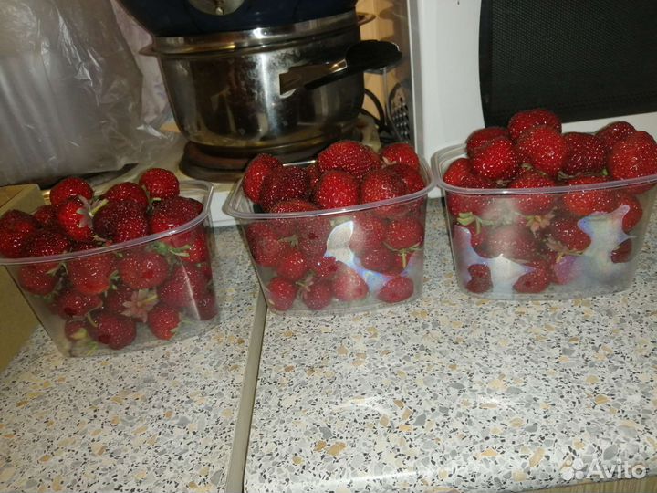 Клубника Рубин саженцы