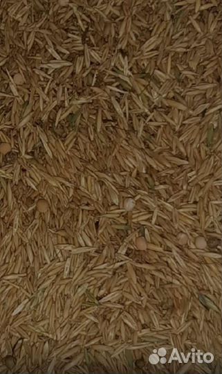 Овес(продуктовый), горох, пшеница, ячьмень, гречка