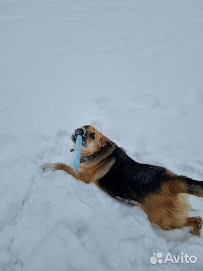 Собака в добрые руки