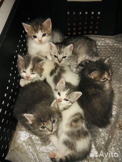 Котята в добрые руки от шотландской кошки