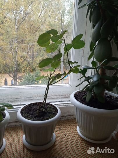 Лимонное дерево