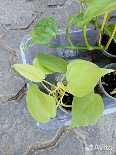 Сингониум сциндапсус эпипремнум