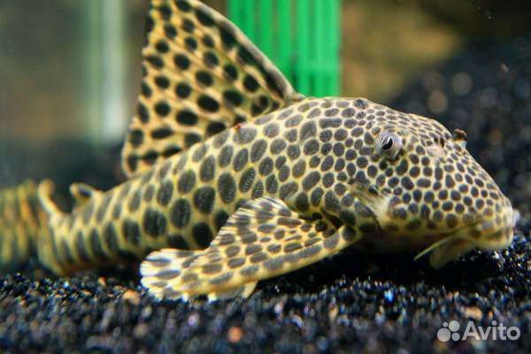 Номерные сомы L