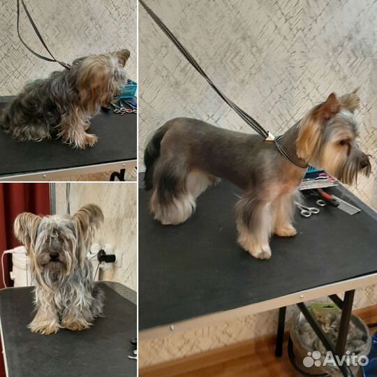 Стрижка собак породы Йоркширский терьер