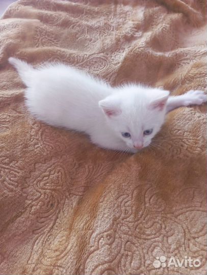 Котенок мальчик 1 месяц