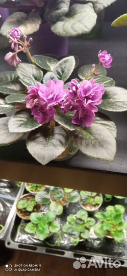 Детки сортовых фиалок