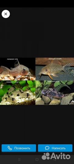 Рыбки аквариумные,растения