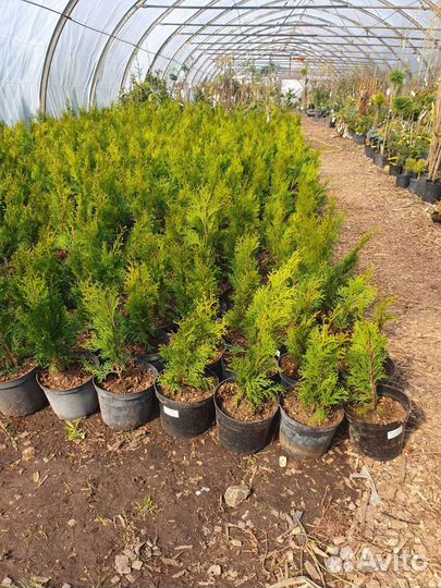 Туя смарагд