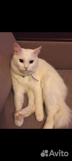 Отдам кошечку. Турецкая Ангора. 5 лет