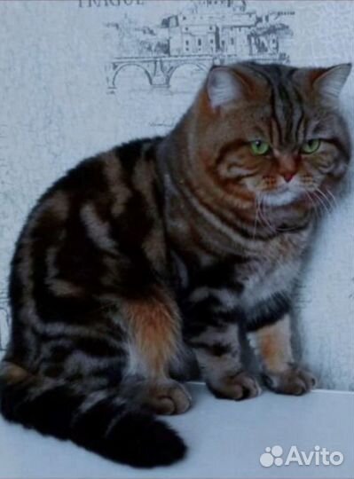 Вязка с котом скотиш страйт