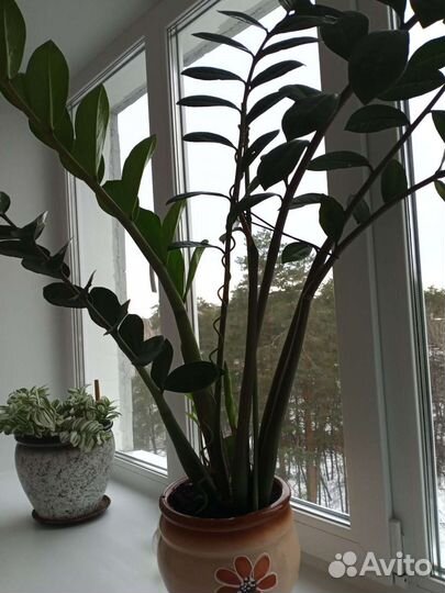 Замиокулькас