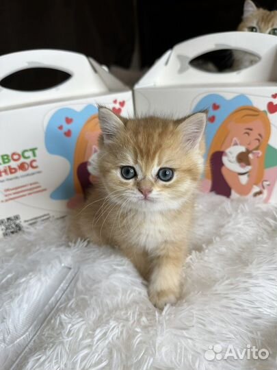 Британская золотая шиншилла шоу класса