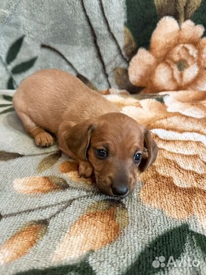 Щенки кроличьей таксы