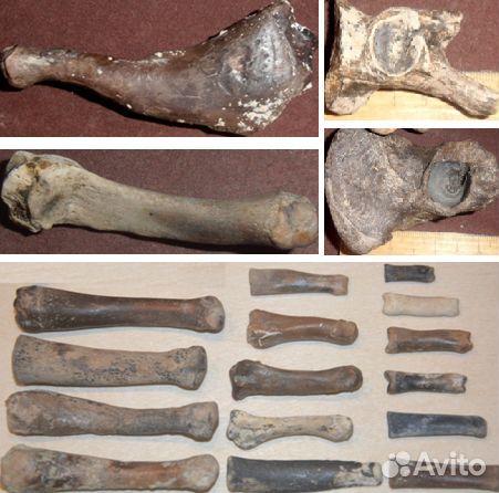 Тюлень Monachopsis, кит Cetotherium, дельфины