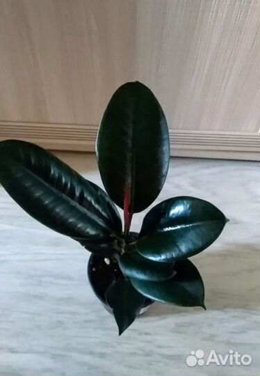 Фикус Эластика Черный принц