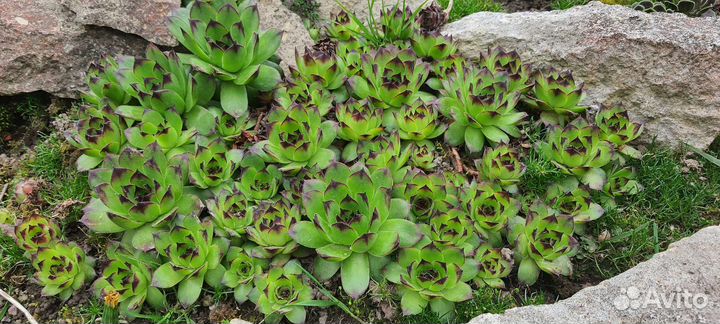 Растения для сада