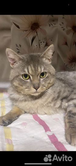 Найден кот Том серенький дымчатый