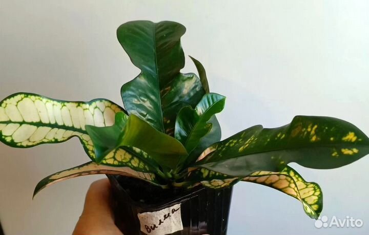 Кротон Вилма