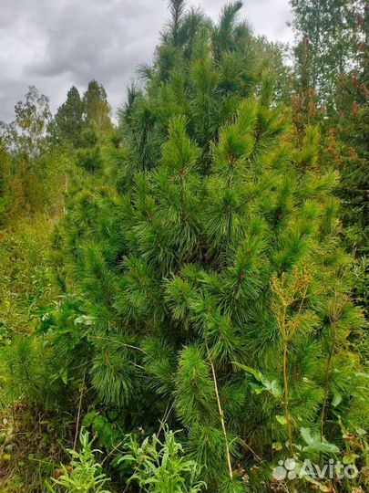 Саженцы хвойных пород деревьев