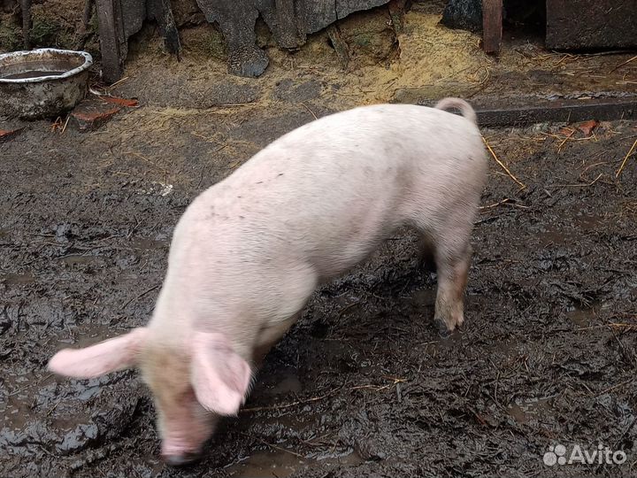 Помесь белые большие