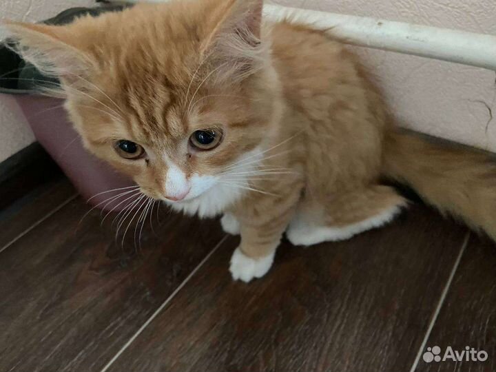 Котёнок двортерьер