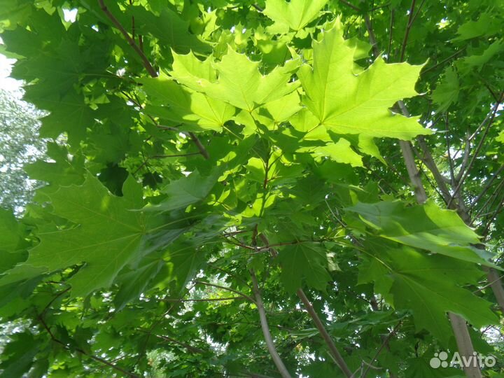 Волжанка,спирея,клен