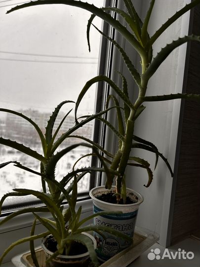 Алоэ вера растение