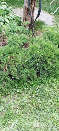 Туя горизонтальная