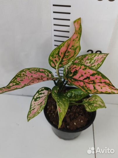 Аглаонема споттед стар