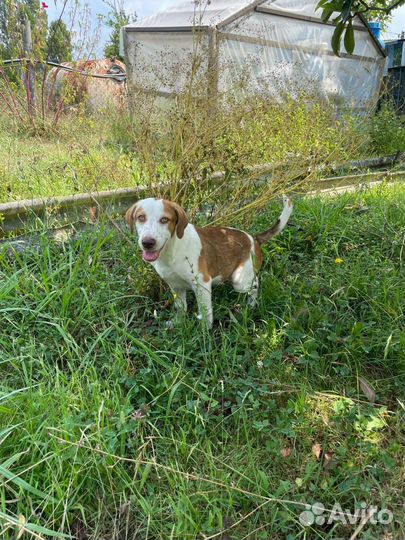 Собаки бесплатно в добрые руки щенки