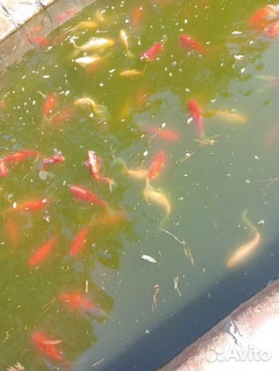 Карась комета