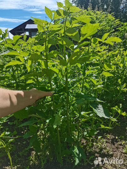 Саженцы Малины