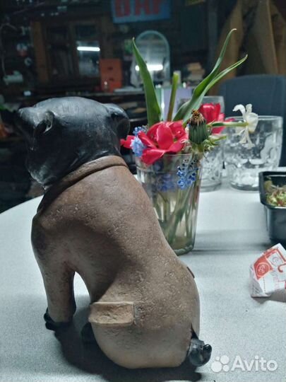 Собака мопс