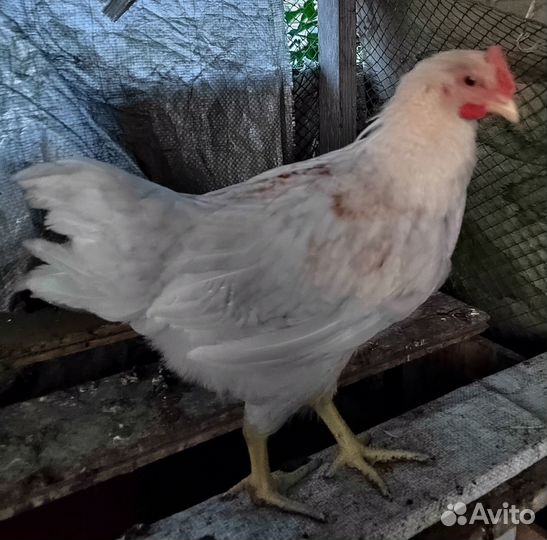 Петушки