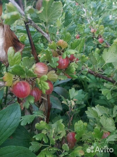 Саженцы крыжовника, вишни, смородины